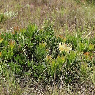 Protea roupelliae subsp. hamiltonii unspecified picture