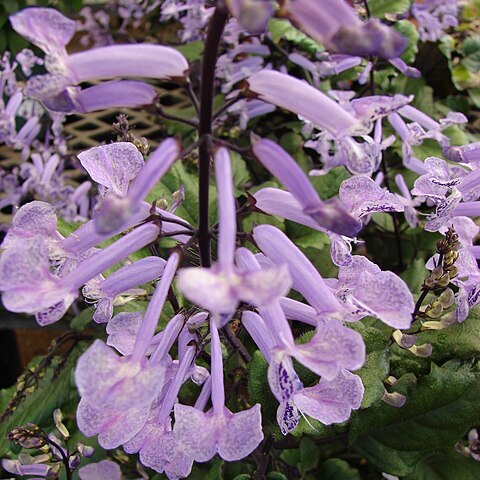 Plectranthus l'hér. unspecified picture