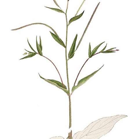 Epilobium adenocaulon unspecified picture