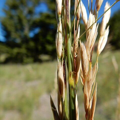 Festuca campestris unspecified picture