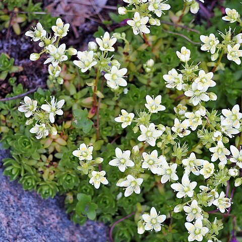 Saxifraga omolojensis unspecified picture