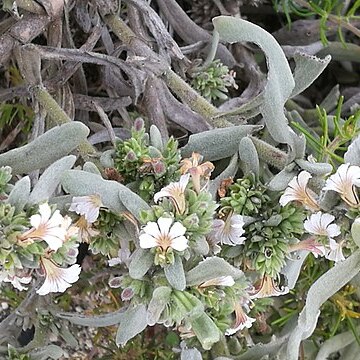 Scaevola canescens unspecified picture