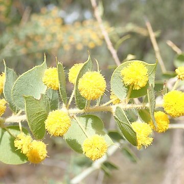 Acacia sertiformis unspecified picture