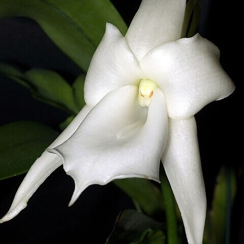 Angraecum magdalenae unspecified picture