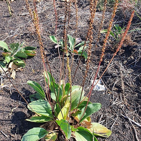 Plantago cornuti unspecified picture