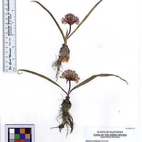 Allium yosemitense unspecified picture