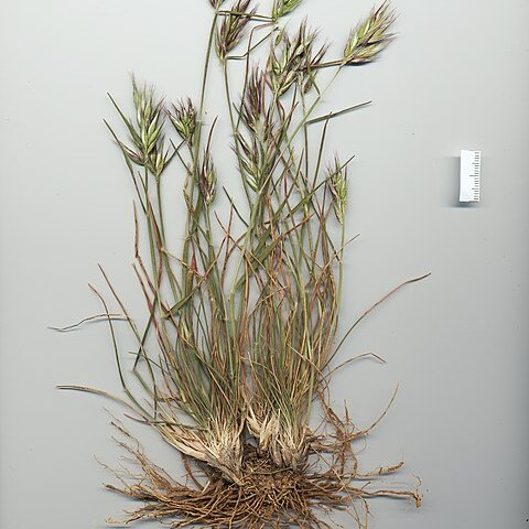 Rytidosperma auriculatum unspecified picture