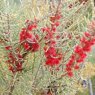 Allocasuarina humilis unspecified picture