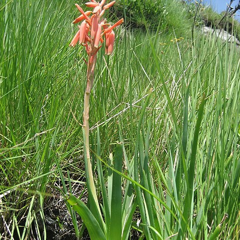 Aloe rhodesiana unspecified picture