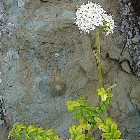 Polyachyrus unspecified picture