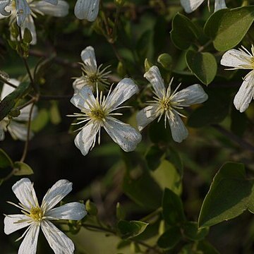 Clematis heynei unspecified picture