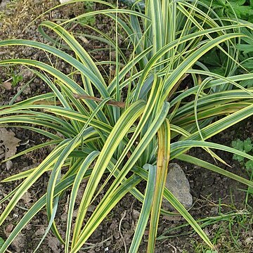 Carex trifida unspecified picture