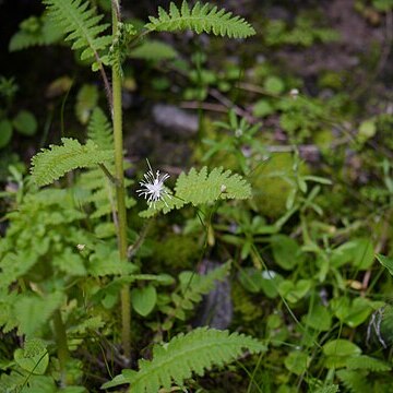 Juncus thomsonii unspecified picture