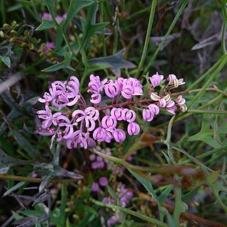 Grevillea leptobotrys unspecified picture