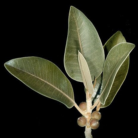 Ficus platypoda unspecified picture