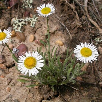 Erigeron ochroleucus unspecified picture