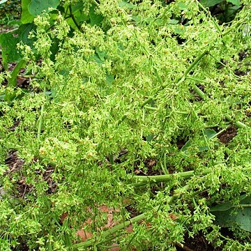 Rumex albescens unspecified picture