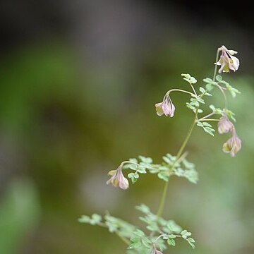 Thalictrum elegans unspecified picture