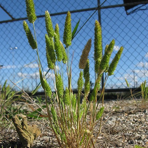 Rostraria unspecified picture