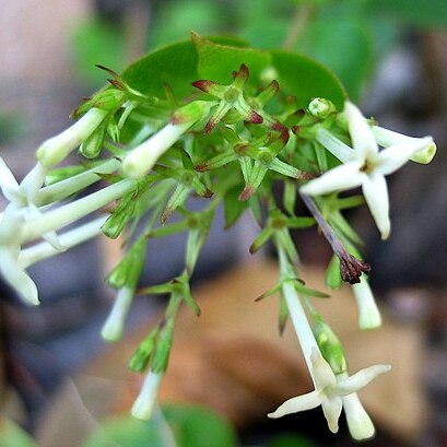 Kadua haupuensis unspecified picture