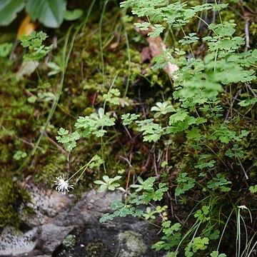 Juncus thomsonii unspecified picture