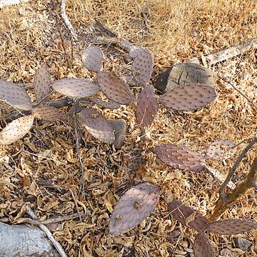 Opuntia puberula unspecified picture