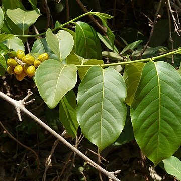 Casearia graveolens unspecified picture