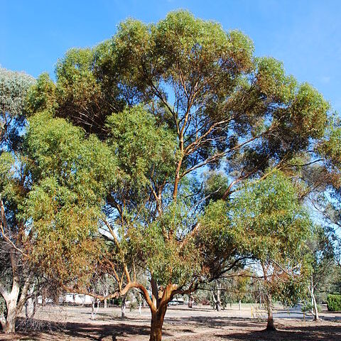 Eucalyptus salubris unspecified picture