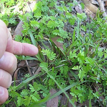 Aeschynomene brevifolia unspecified picture