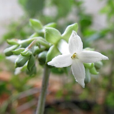 Kadua littoralis unspecified picture