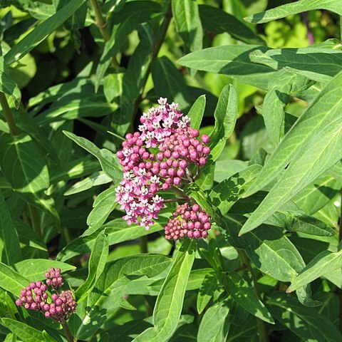 Asclepias rubra unspecified picture