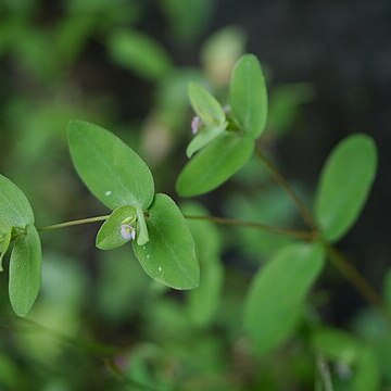 Euphorbia notoptera unspecified picture