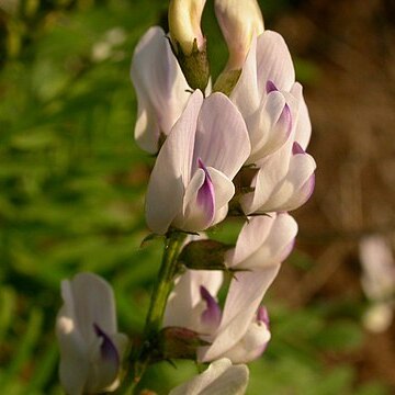 Astragalus miser unspecified picture