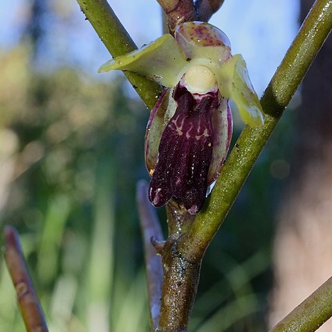 Luisia megasepala unspecified picture