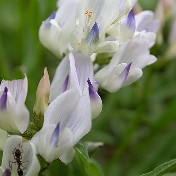 Astragalus miser unspecified picture