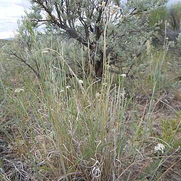 Elymus albicans unspecified picture