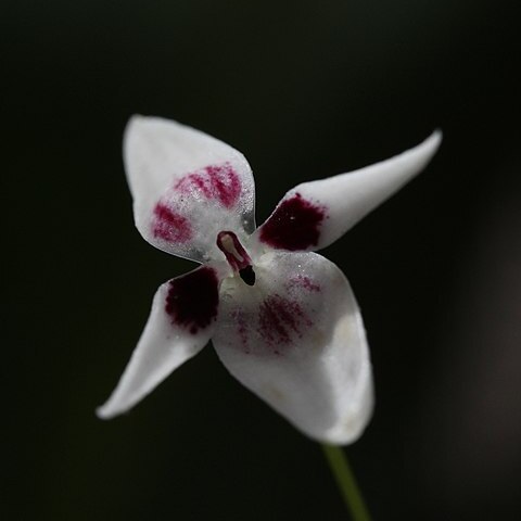 Pleurothallis viduata unspecified picture