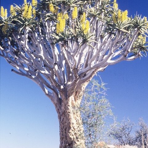 Aloidendron dichotomum unspecified picture