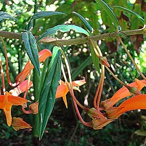 Columnea rubricaulis unspecified picture