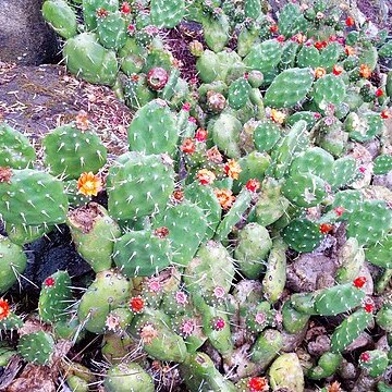 Opuntia macbridei unspecified picture