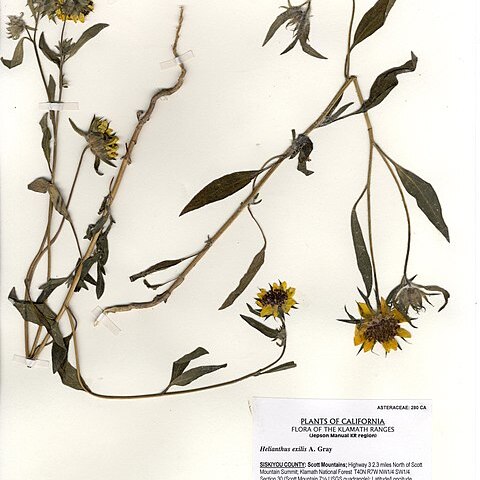 Helianthus exilis unspecified picture