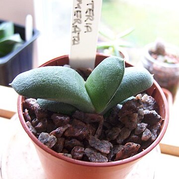 Gasteria glomerata unspecified picture