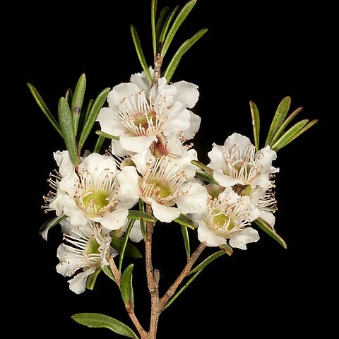 Agonis grandiflora unspecified picture