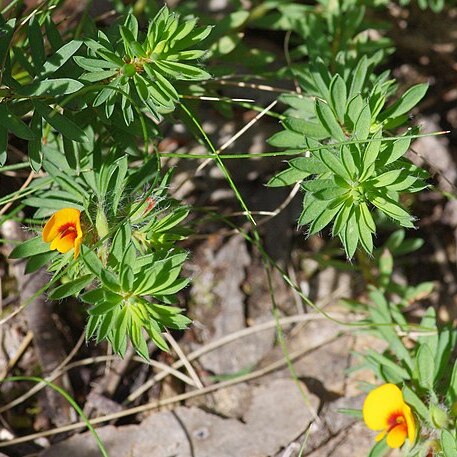 Pultenaea humilis unspecified picture