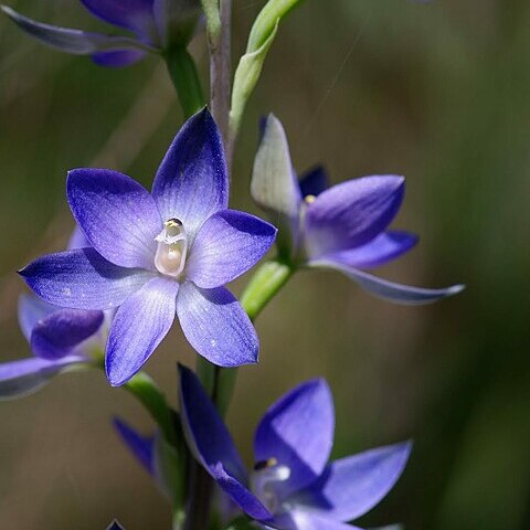 Thelymitra aristata unspecified picture