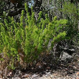 Caustis recurvata unspecified picture