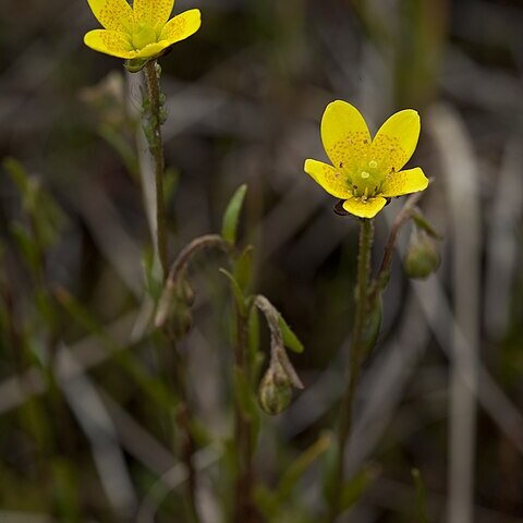 Saxifraga alaskana unspecified picture