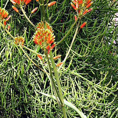 Aloe ngongensis unspecified picture