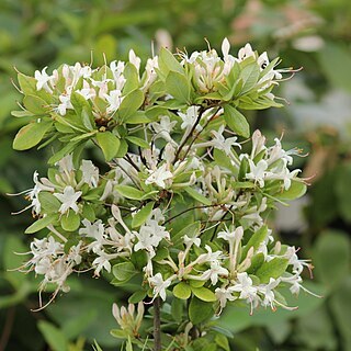 Rhododendron oblongifolium unspecified picture