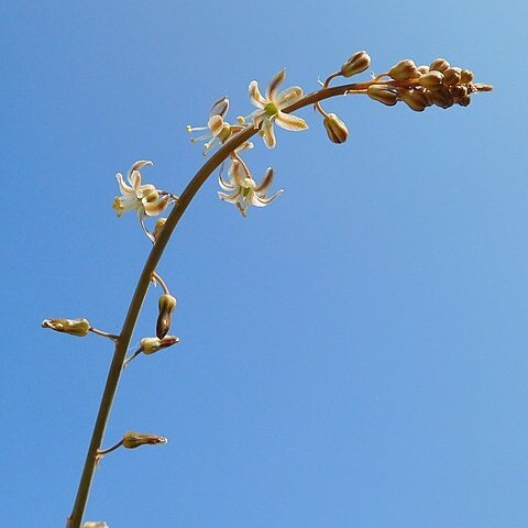 Drimia delagoensis unspecified picture